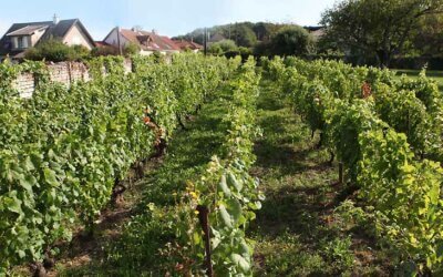 Histoire de la vigne à Velesmes-Essarts