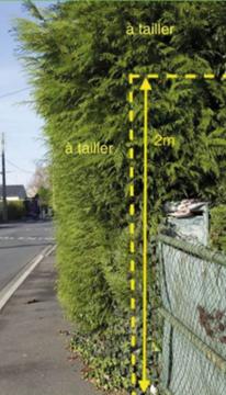 haie petite Carte d'identité et passeport